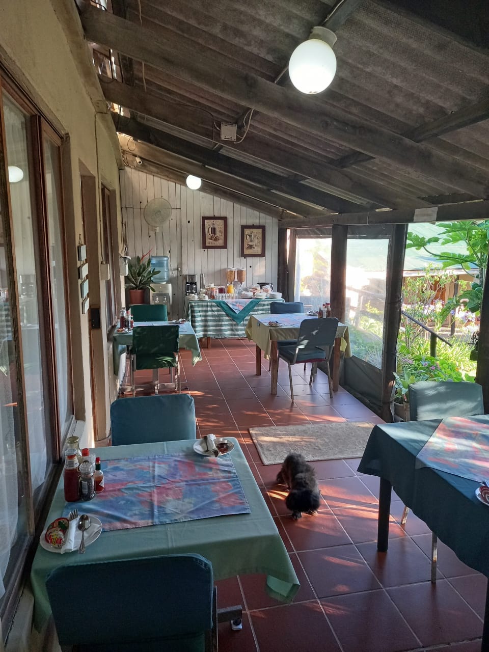 Geckos garden